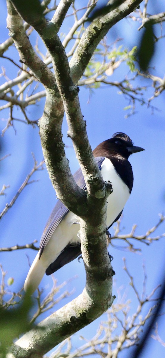 Curl-crested Jay - ML620525911