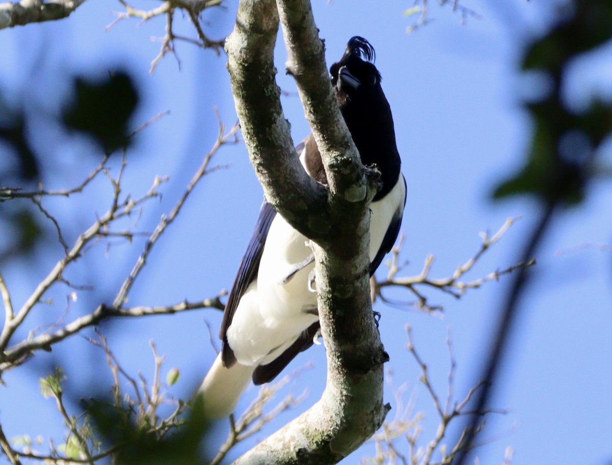 Curl-crested Jay - ML620525912