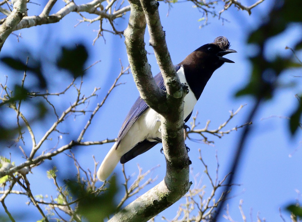 Curl-crested Jay - ML620525913