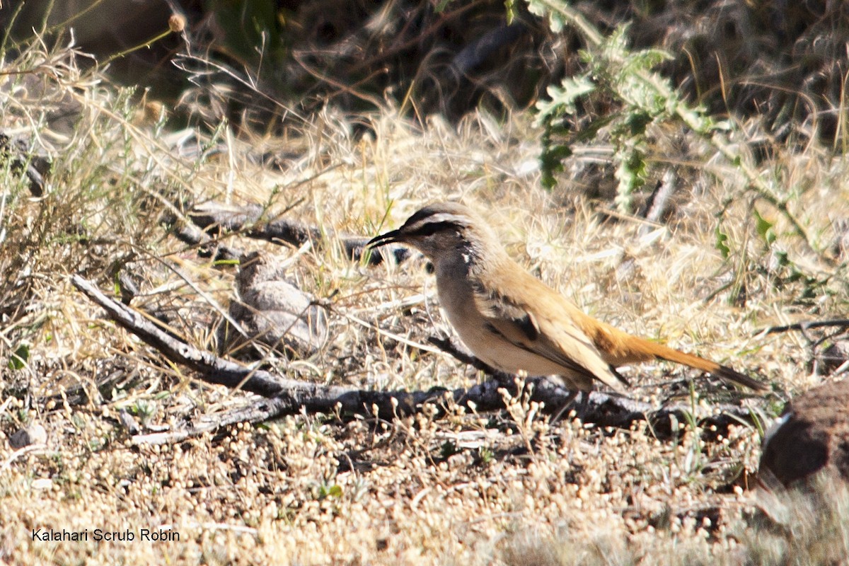 Kalahari Scrub-Robin - ML620525914