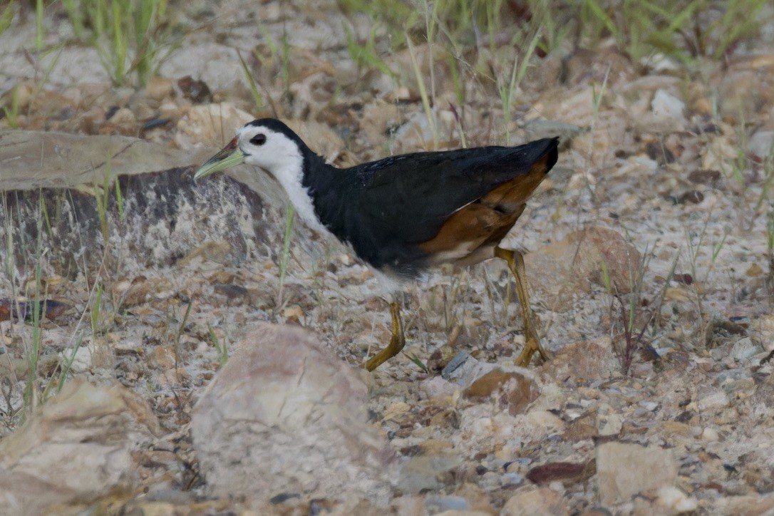 White-breasted Waterhen - ML620525915