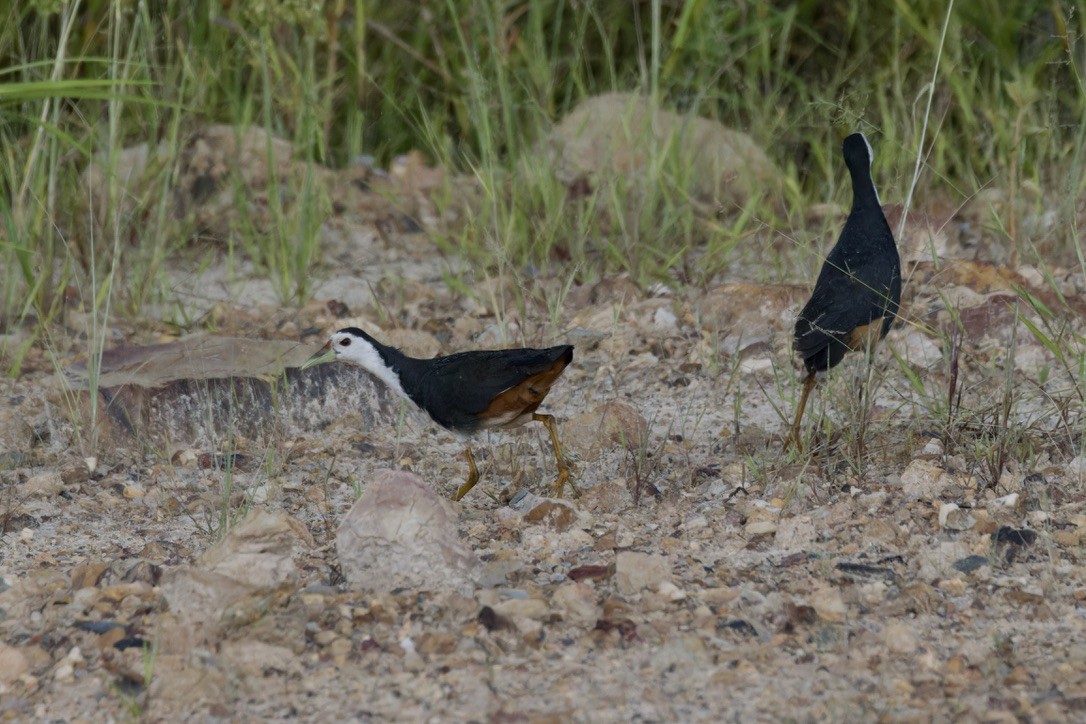 White-breasted Waterhen - Ted Burkett