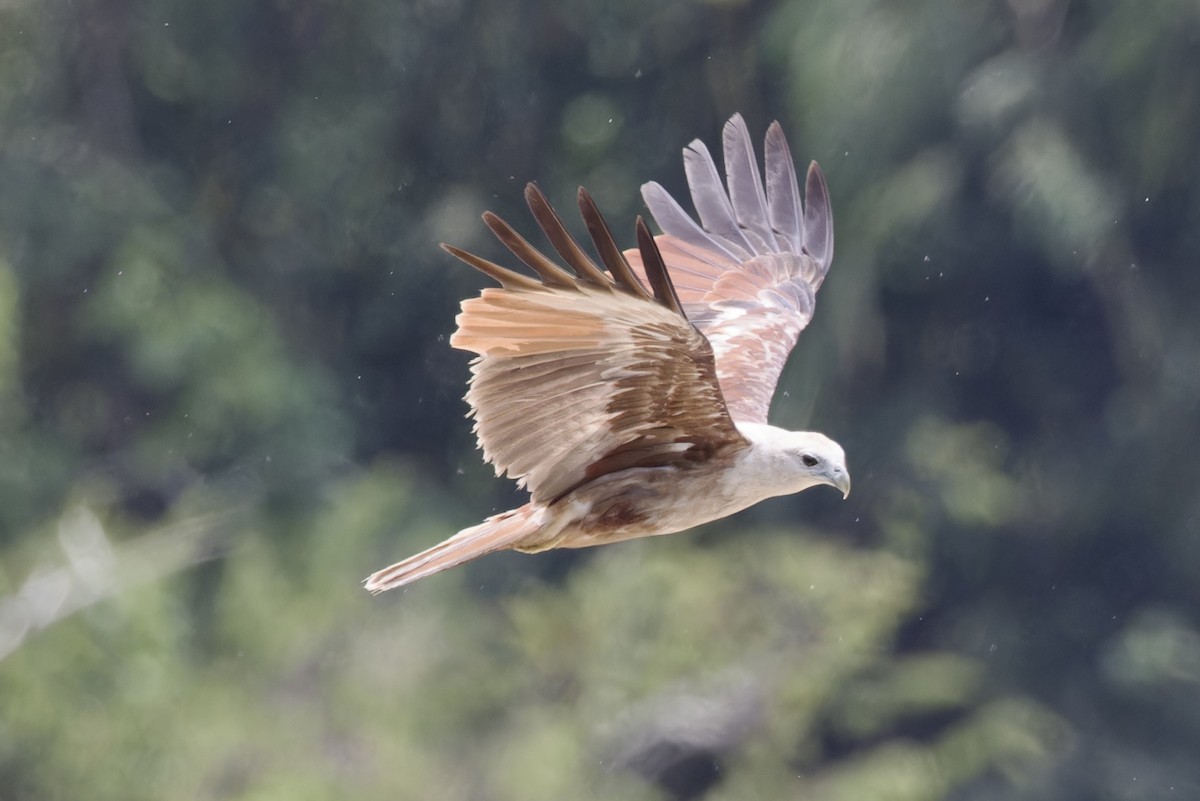 Brahminy Kite - ML620525919