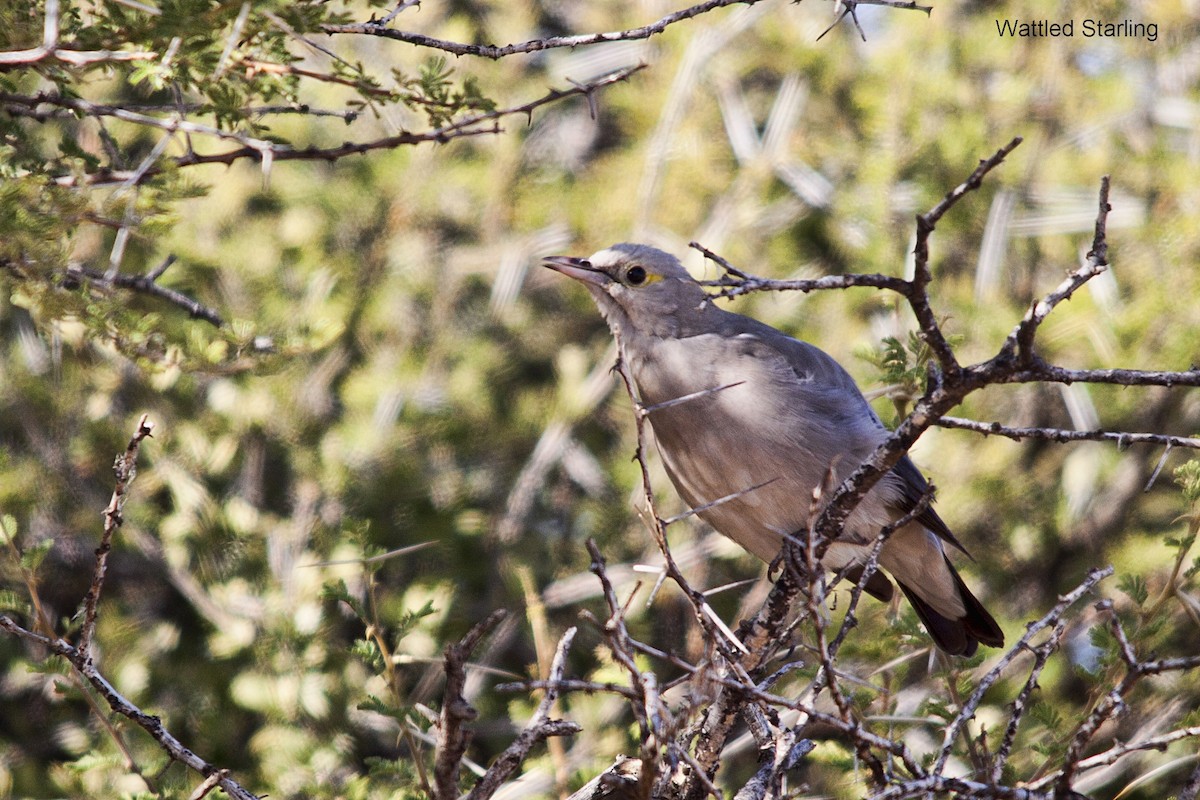 Wattled Starling - ML620525920