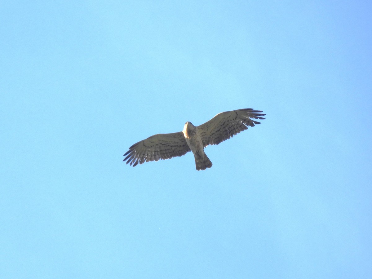 Short-toed Snake-Eagle - ML620525931