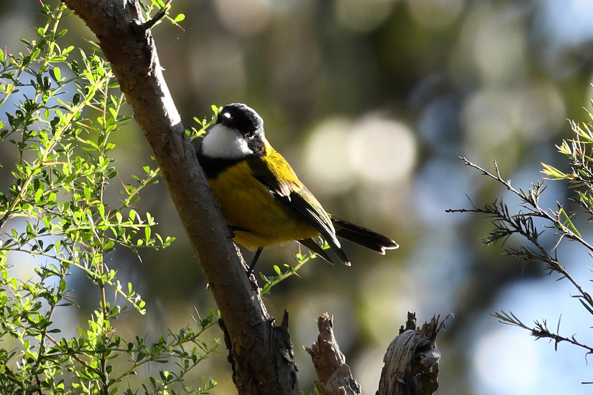 Golden Whistler - ML620525933