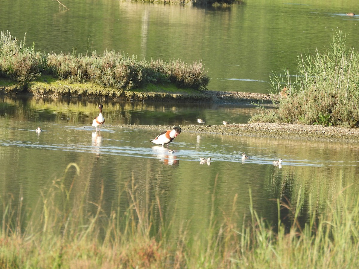 Common Shelduck - ML620525934