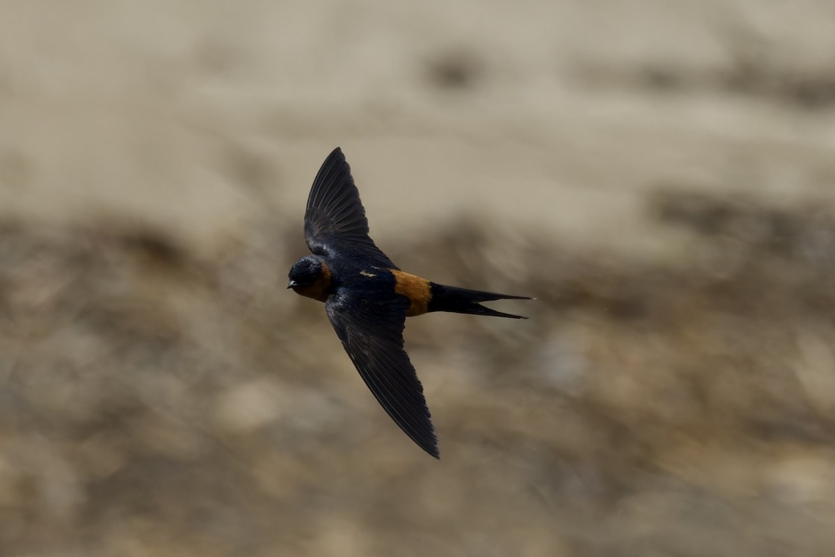 Rufous-bellied Swallow - ML620525936