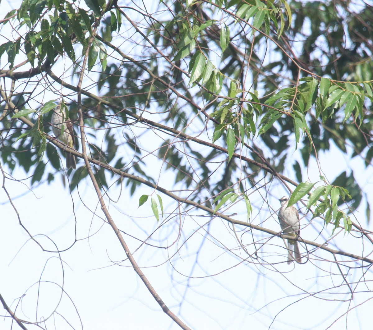 Yellow-vented Bulbul - ML620525937