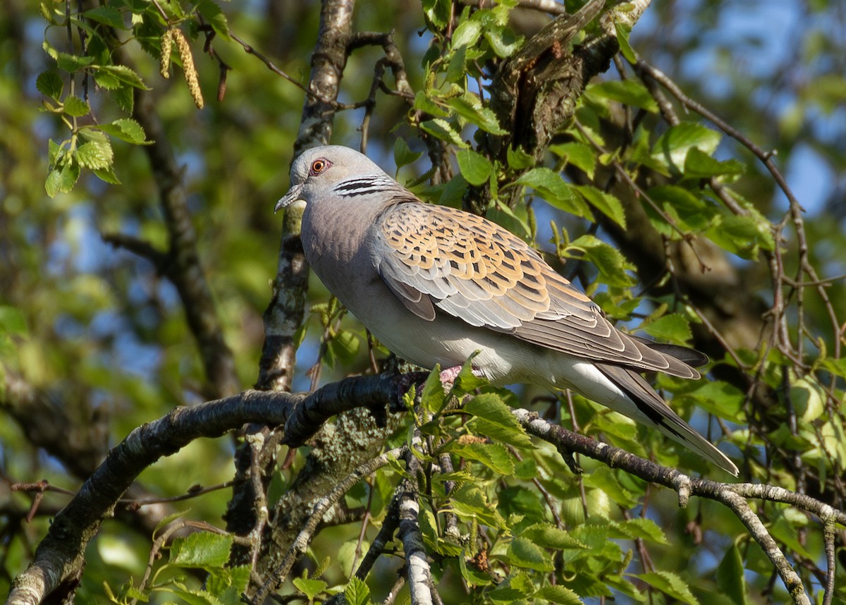 European Turtle-Dove - ML620525942