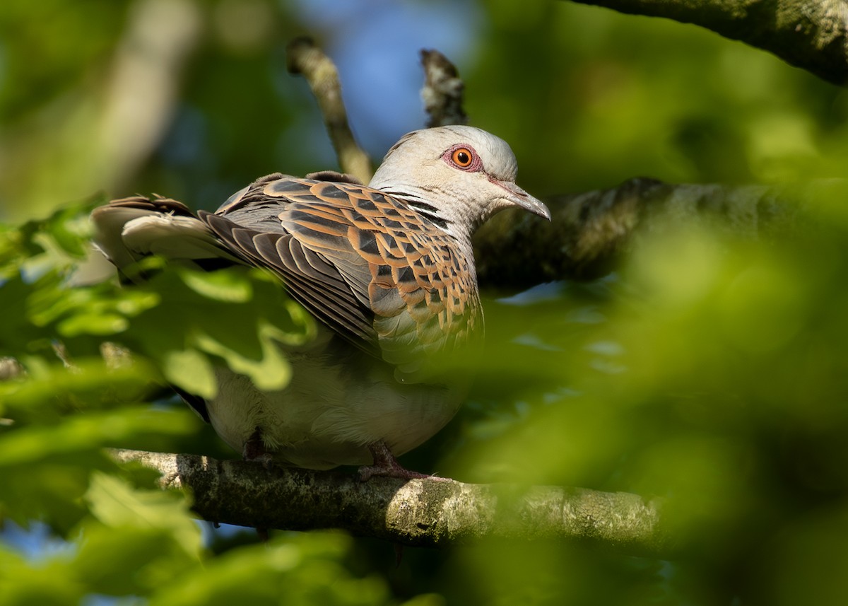 European Turtle-Dove - ML620525943