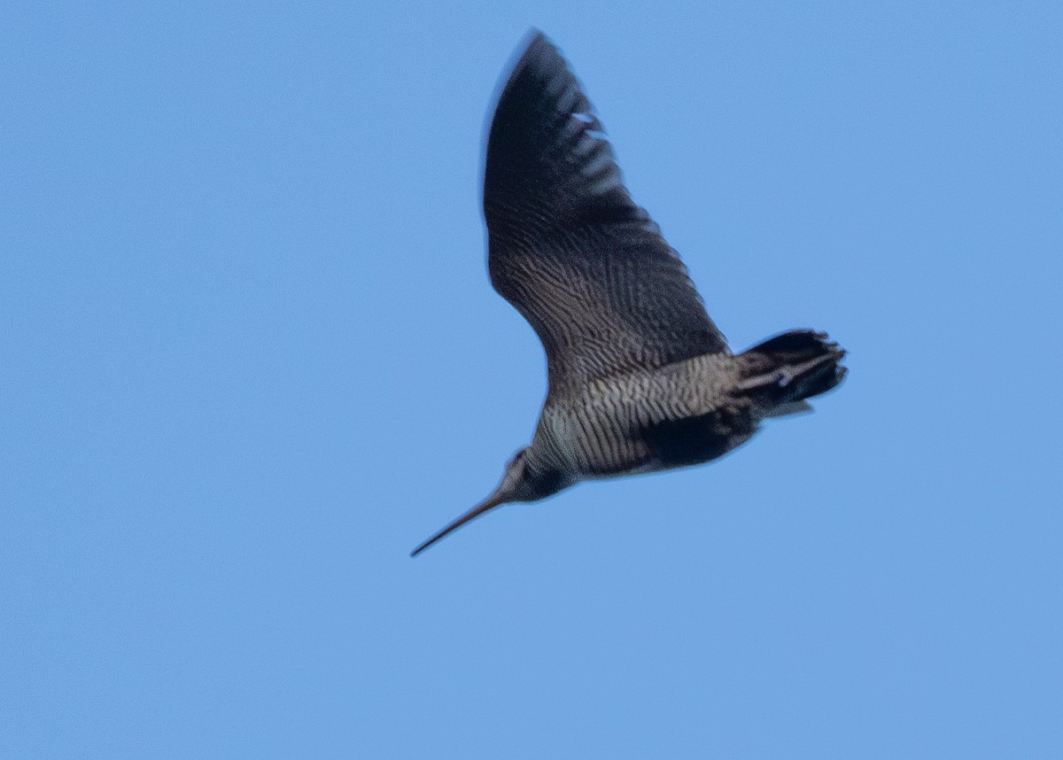 Eurasian Woodcock - ML620525948