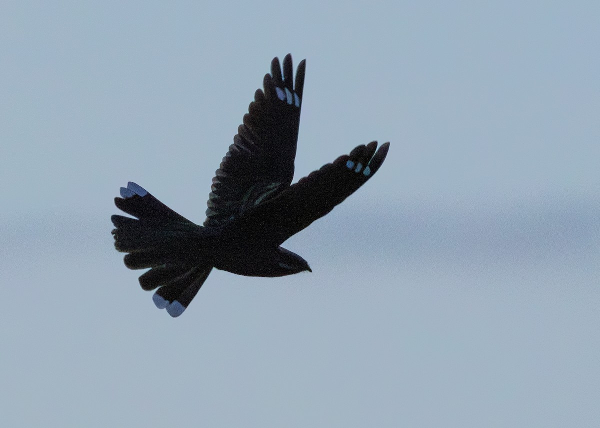 Eurasian Nightjar - ML620525953