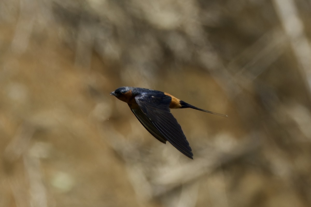 Rufous-bellied Swallow - ML620525954