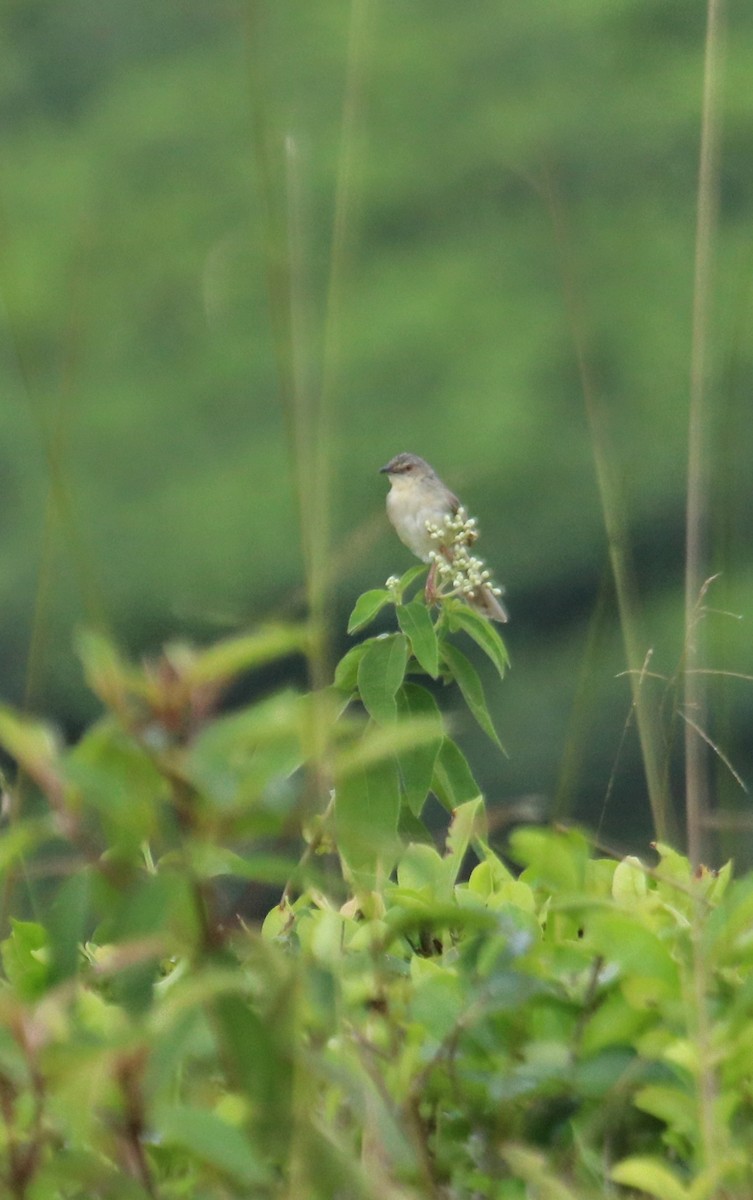 Plain Prinia - ML620525958