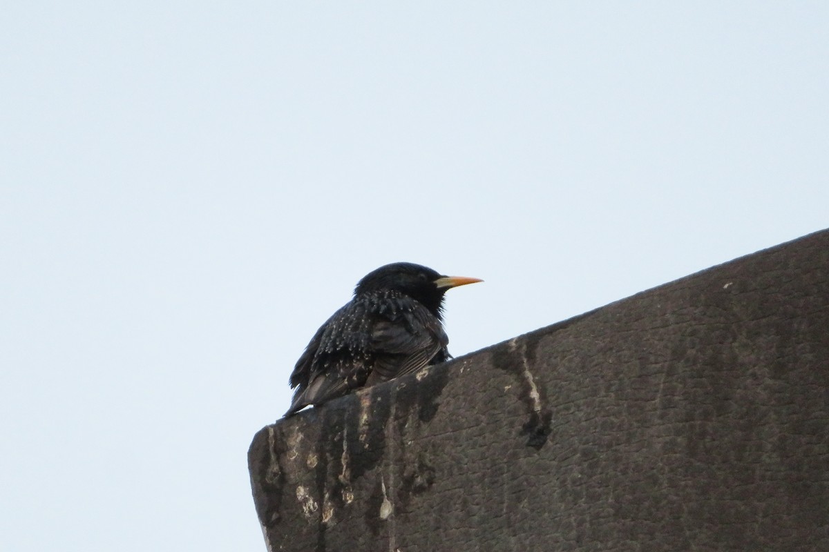 European Starling - ML620525960