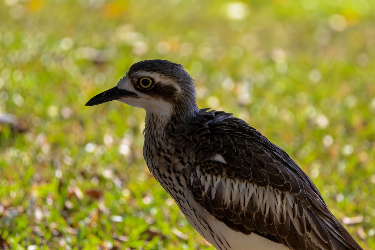 Bush Thick-knee - ML620525964