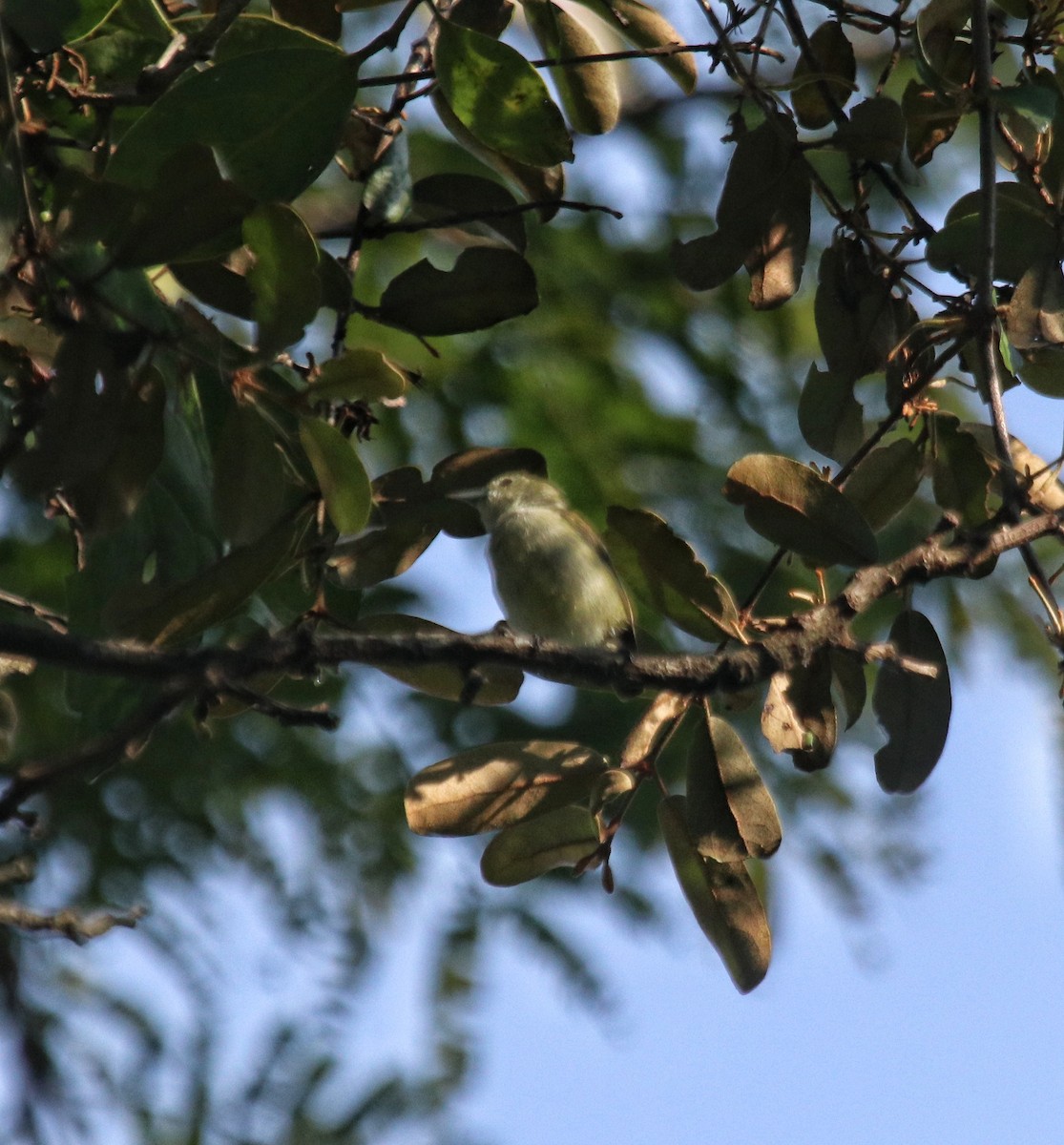 Scarlet-headed Flowerpecker - Siti Sutedjo