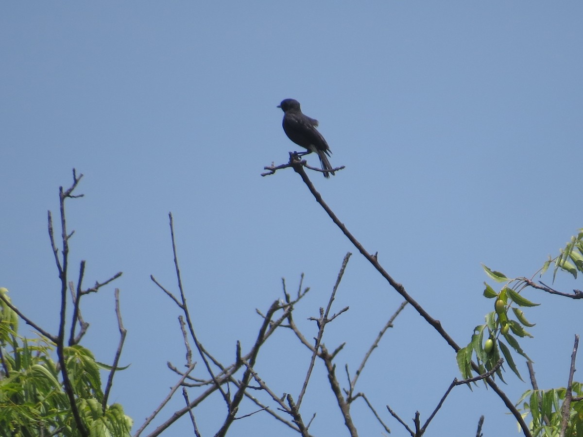 Pied Bushchat - ML620525967