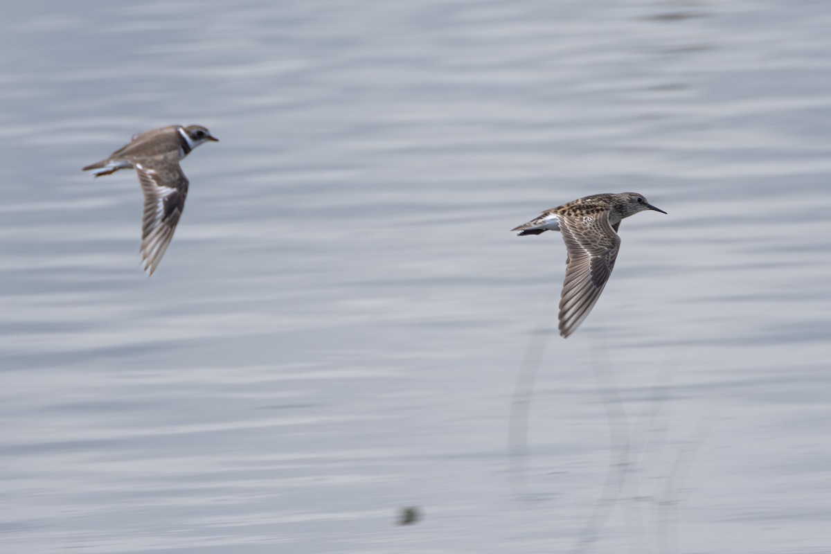 Baird's Sandpiper - ML620525968