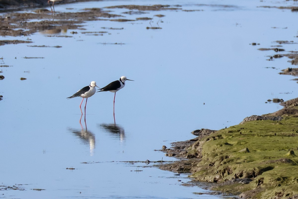 Pied Stilt - ML620525974