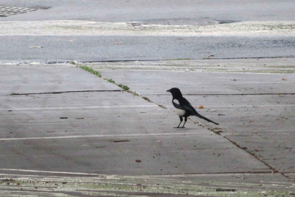 Eurasian Magpie - ML620525981