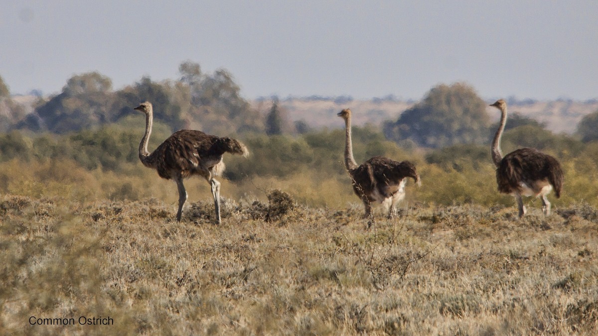 Common Ostrich - ML620525995