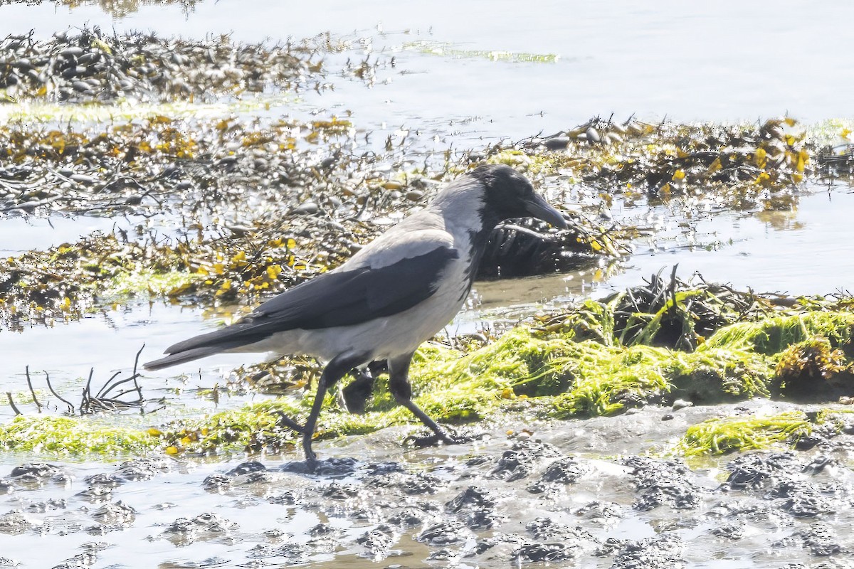 Hooded Crow - ML620525997