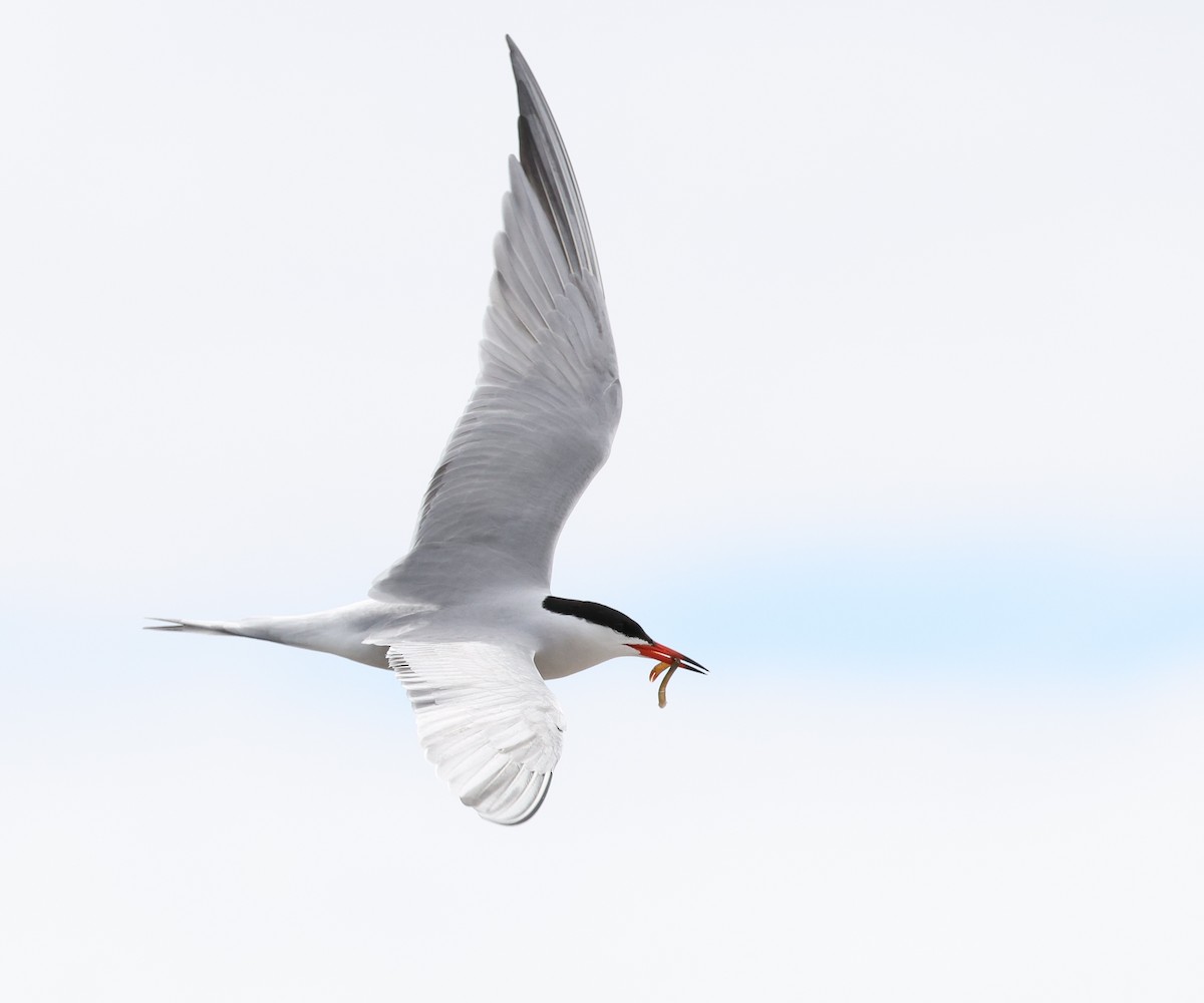 Common Tern - Jean Carpentier