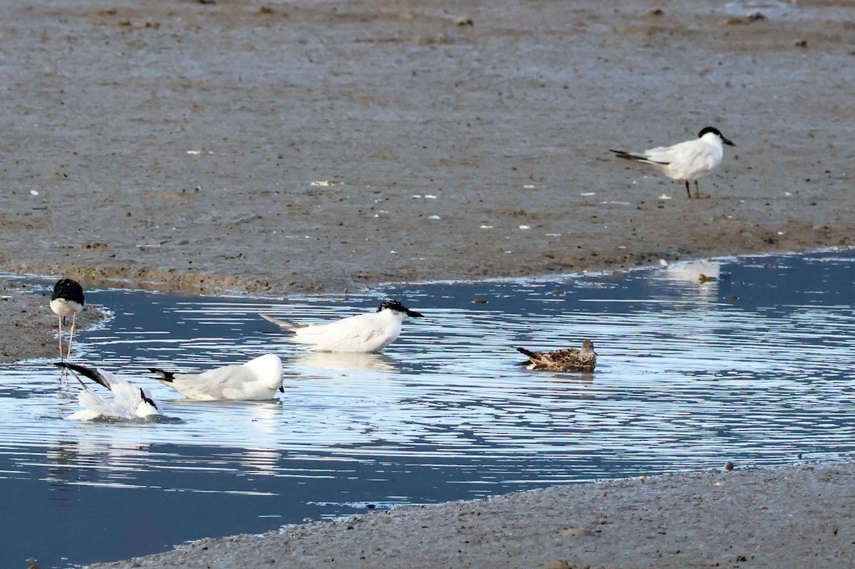 Australian Tern - ML620526001