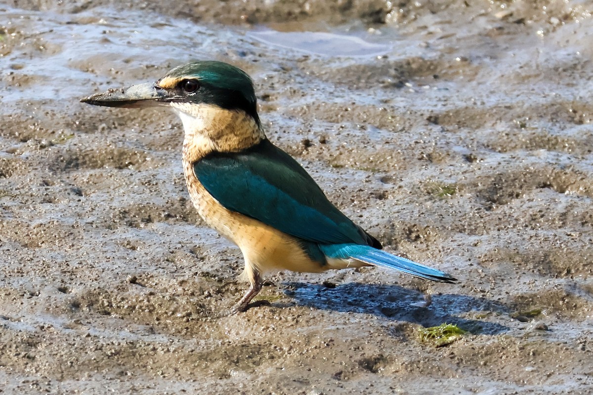 Sacred Kingfisher - ML620526007