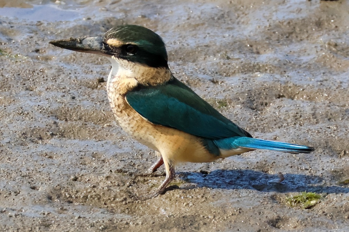 Sacred Kingfisher - ML620526011