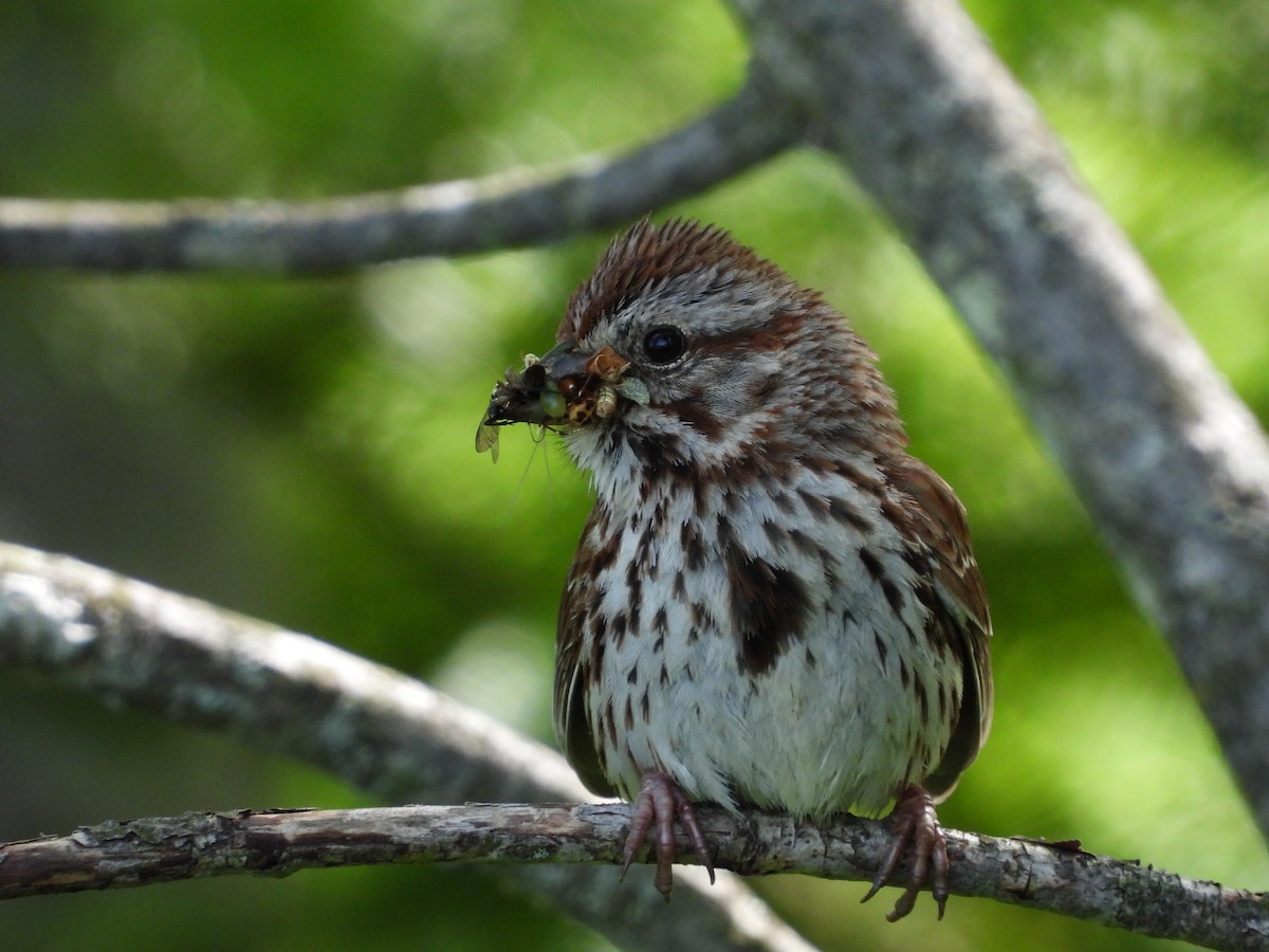 Song Sparrow - ML620526012