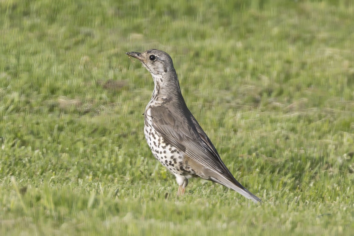 Mistle Thrush - ML620526013