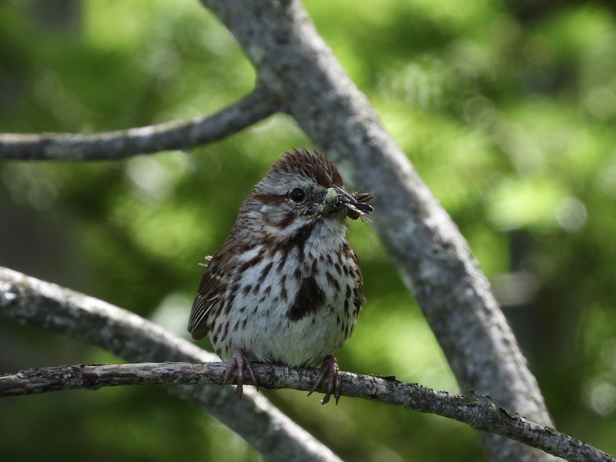 Song Sparrow - ML620526015