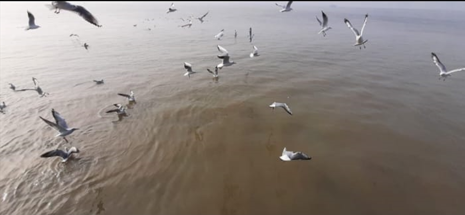 Black-headed Gull - ML620526016