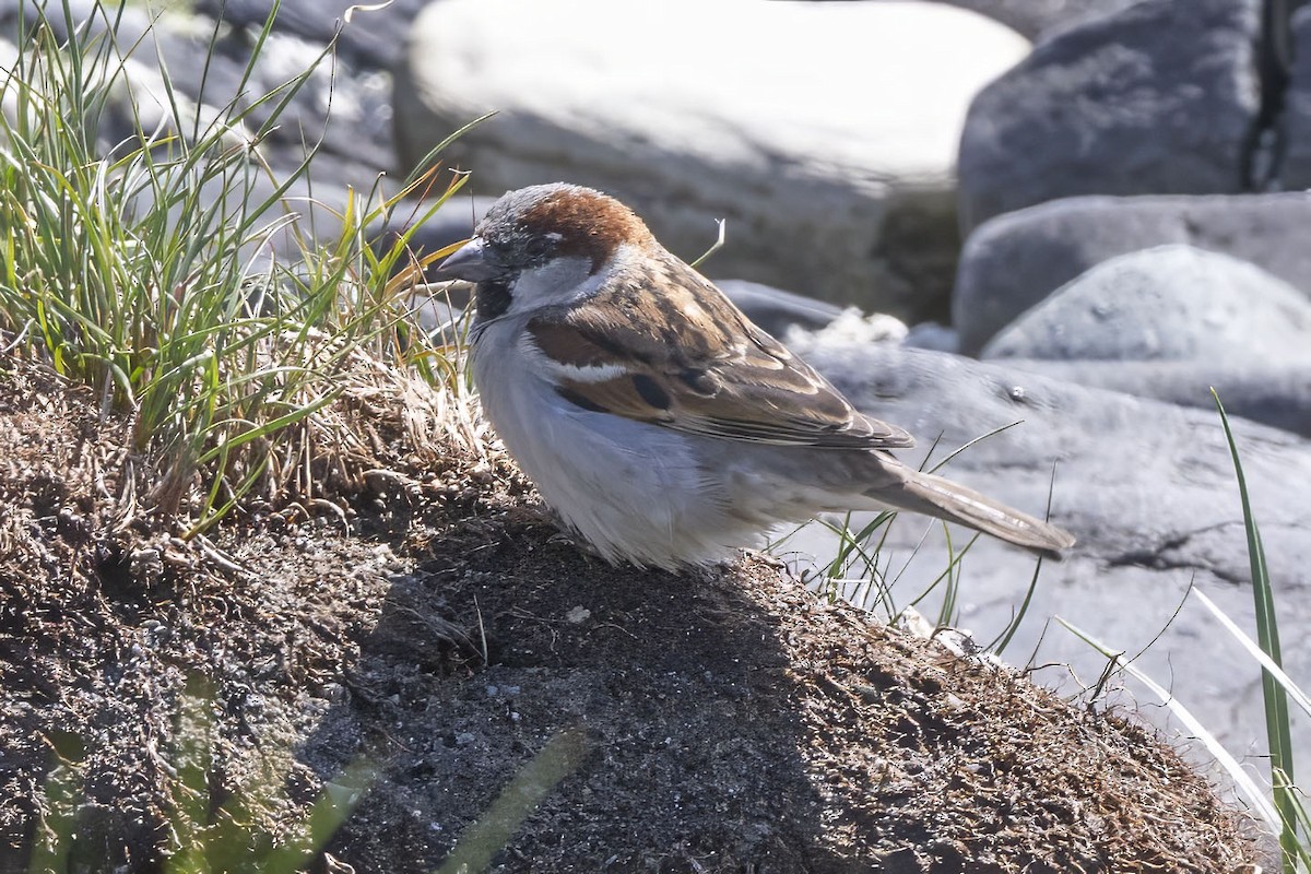 Moineau domestique - ML620526020