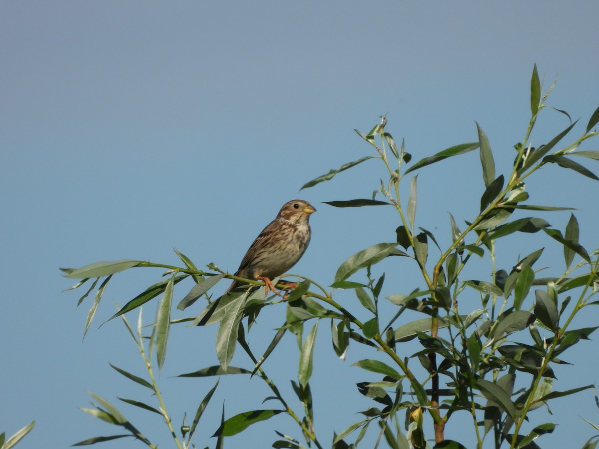 Corn Bunting - ML620526022