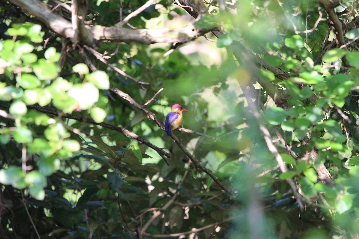 African Pygmy Kingfisher - Premkumar Vadapalli