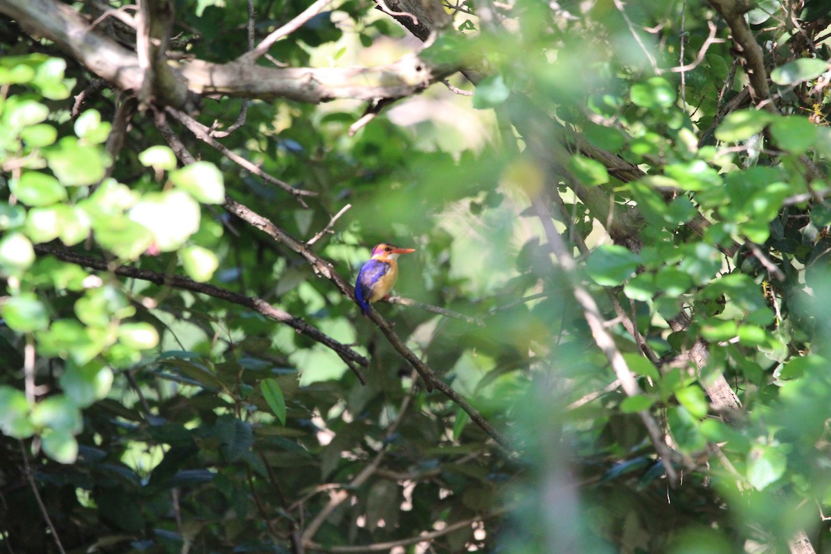 African Pygmy Kingfisher - Premkumar Vadapalli