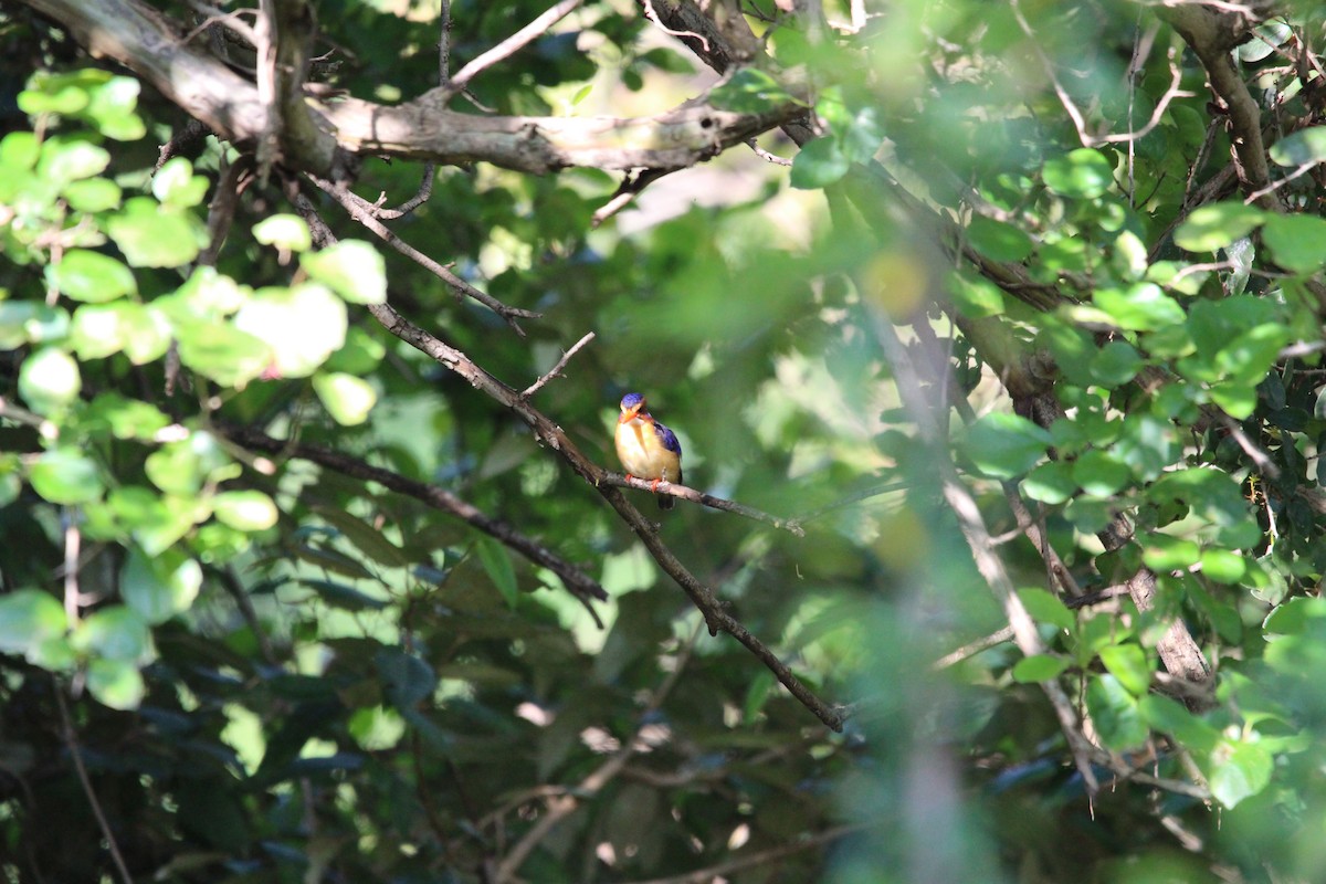 African Pygmy Kingfisher - ML620526025