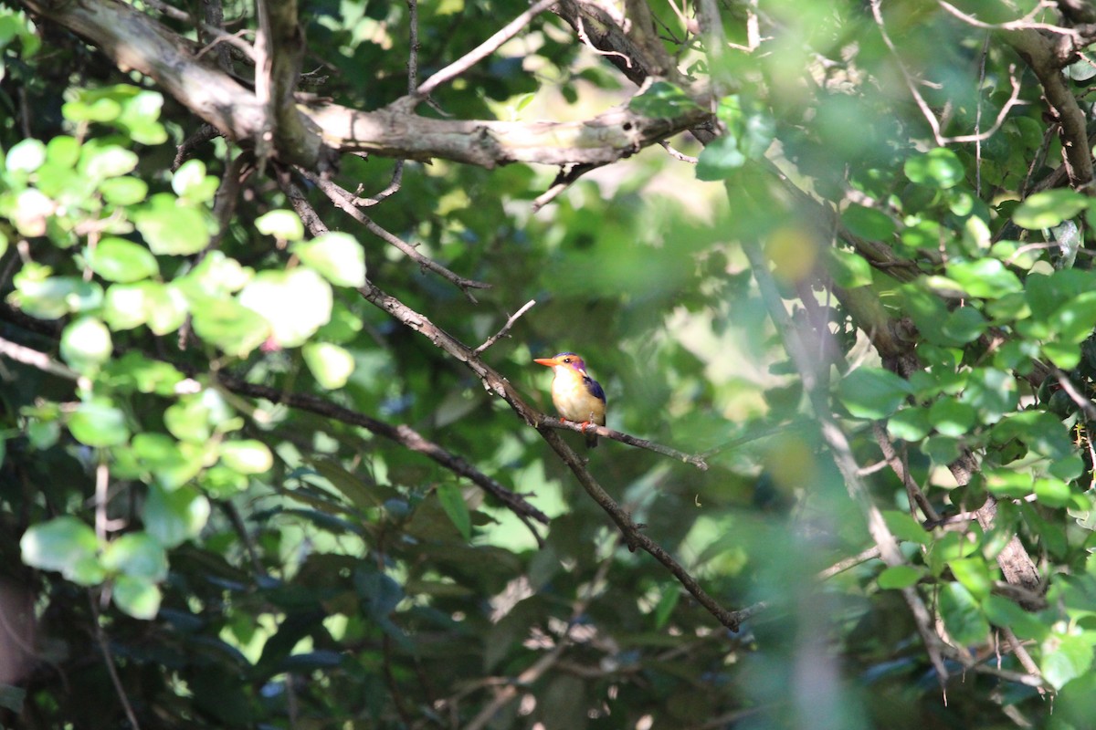 African Pygmy Kingfisher - ML620526026
