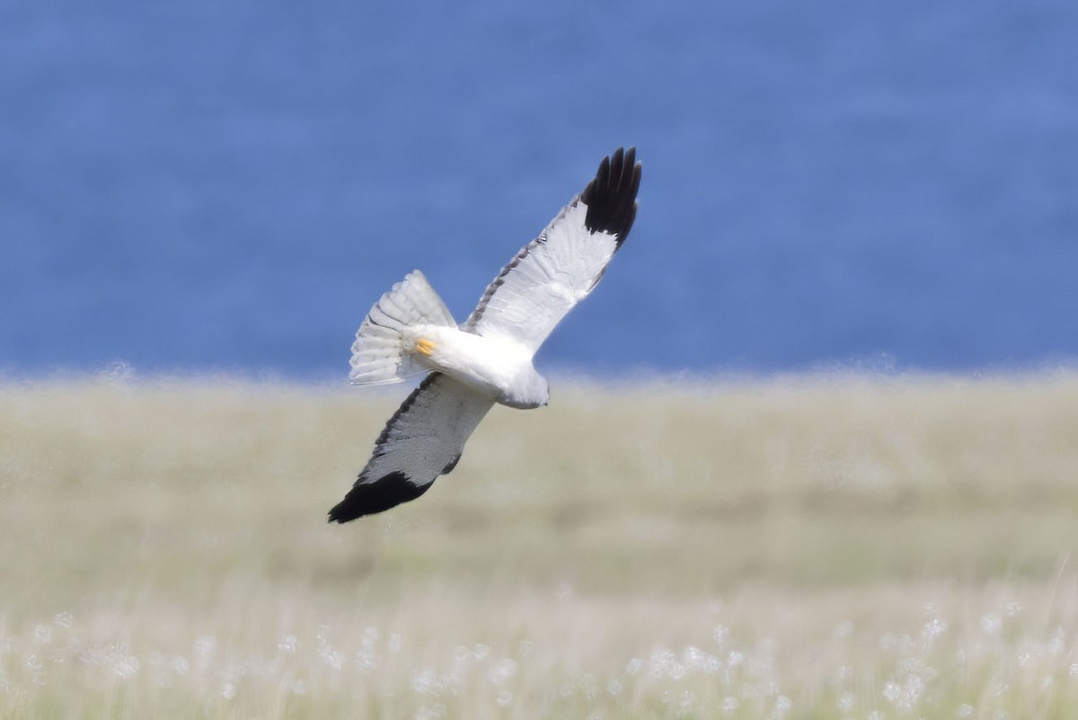 Aguilucho Pálido - ML620526029