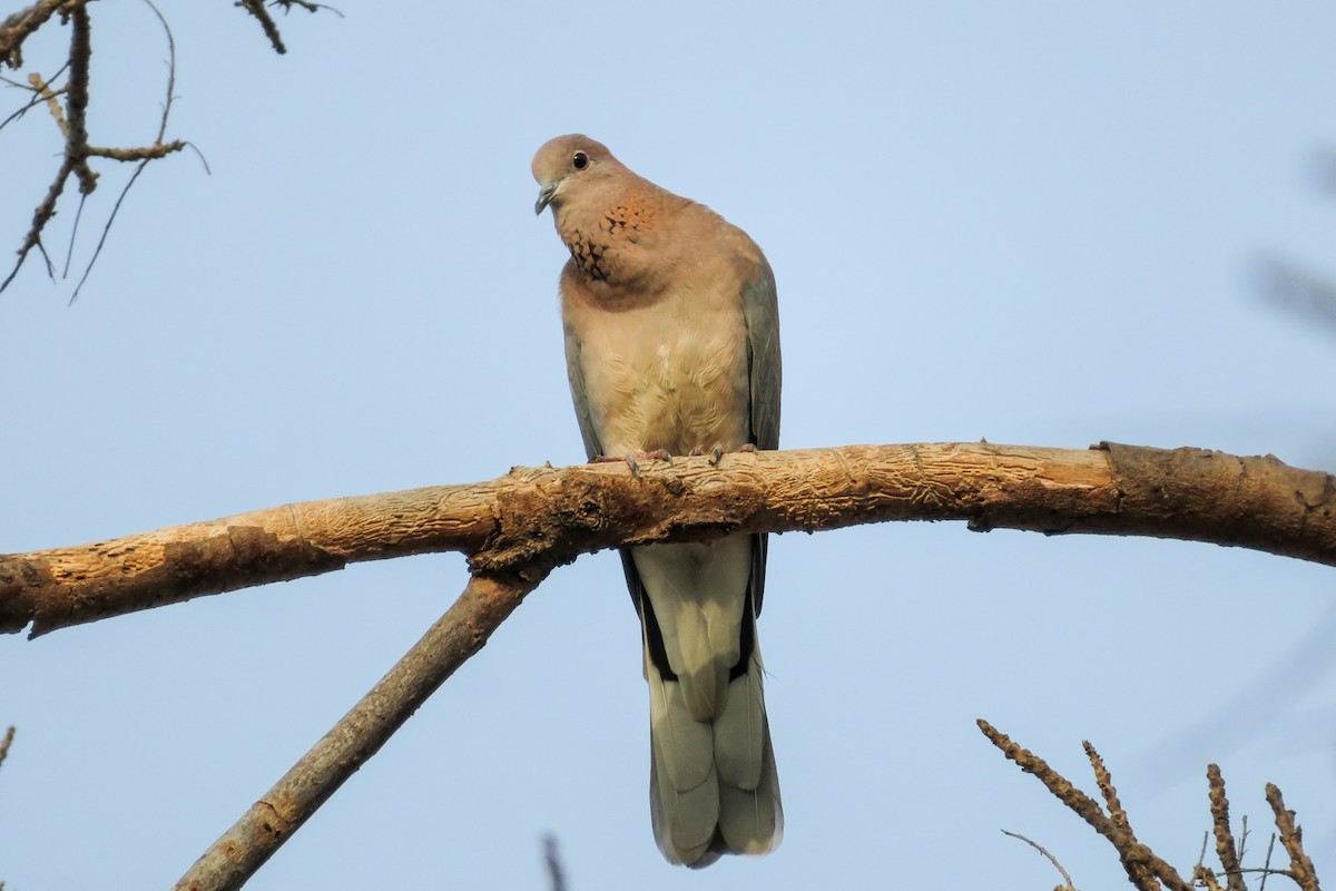 Tórtola Senegalesa - ML620526032