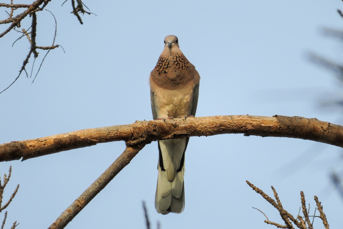 Tórtola Senegalesa - ML620526033