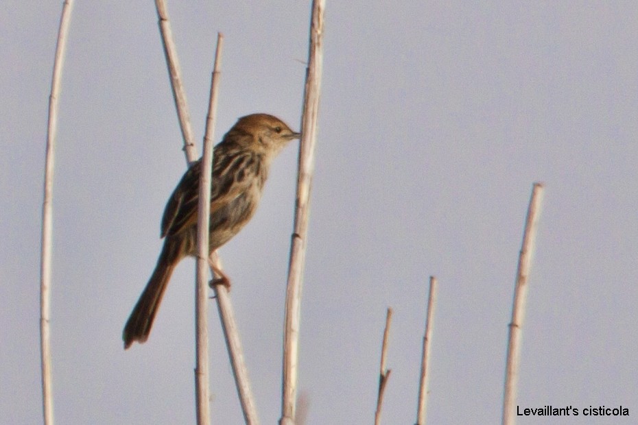 Levaillant's Cisticola - ML620526035