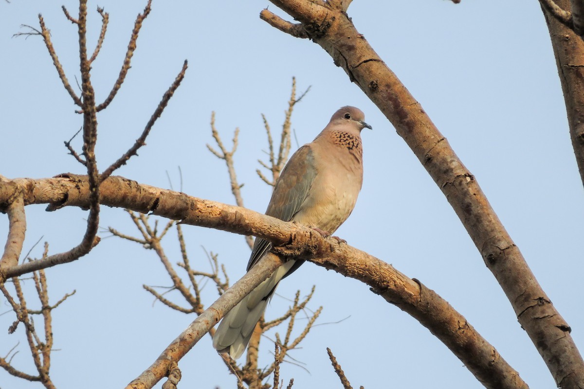 Laughing Dove - ML620526037