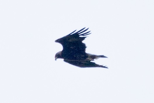 Golden Eagle - ML620526038