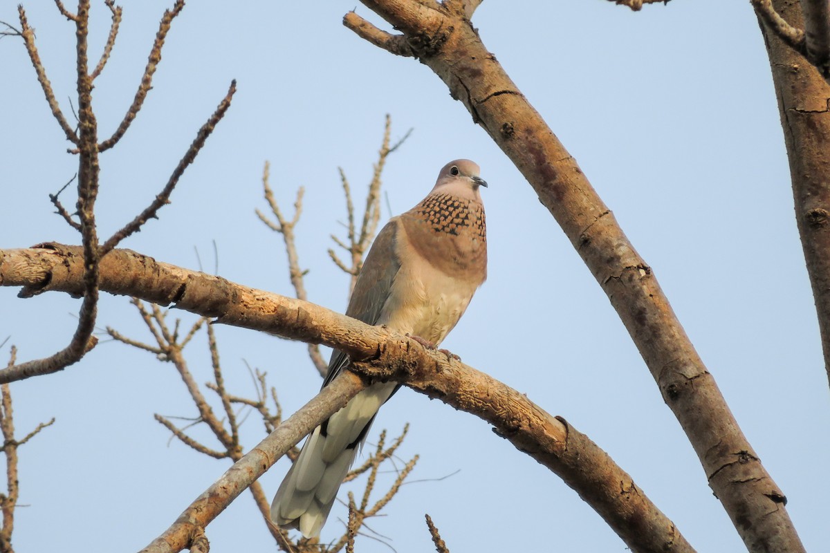 Laughing Dove - ML620526042
