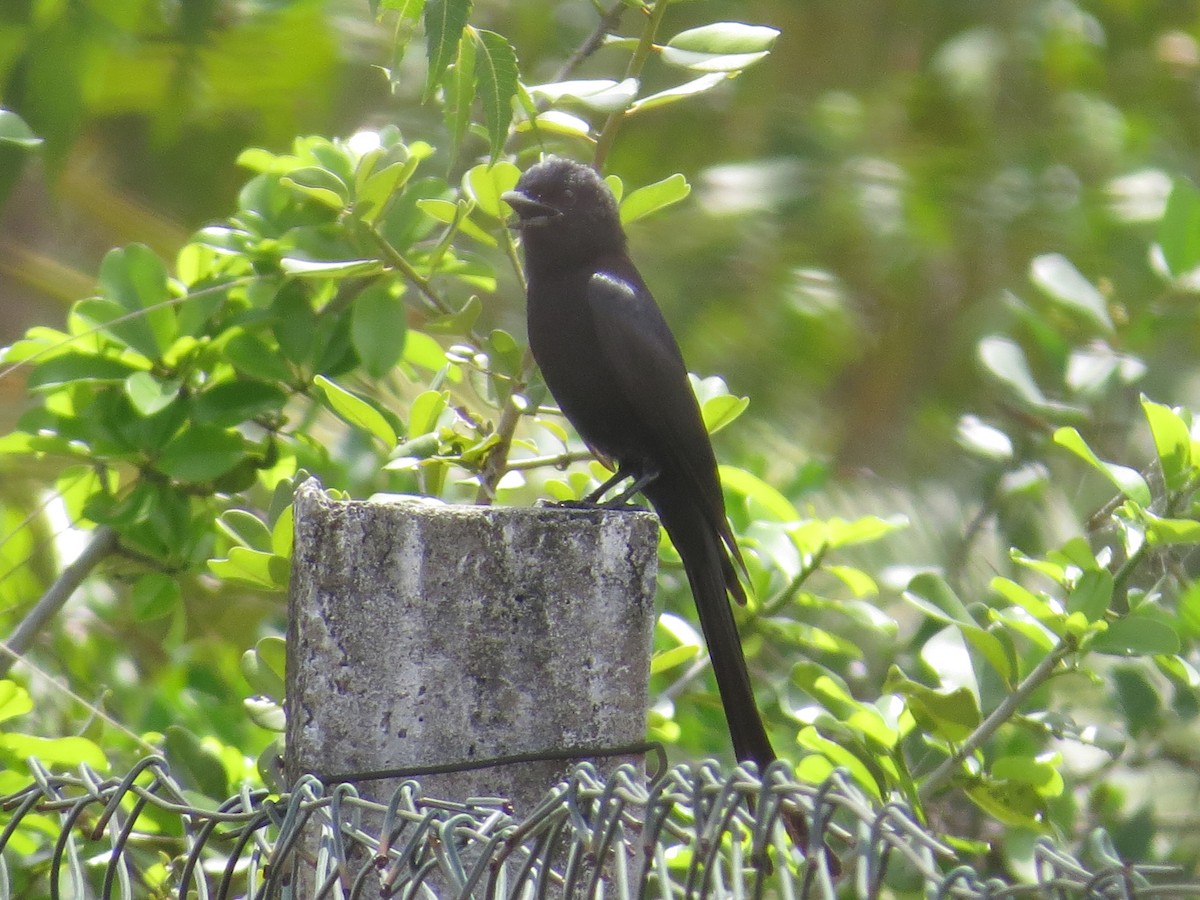 Black Drongo - NALINI RAMAN